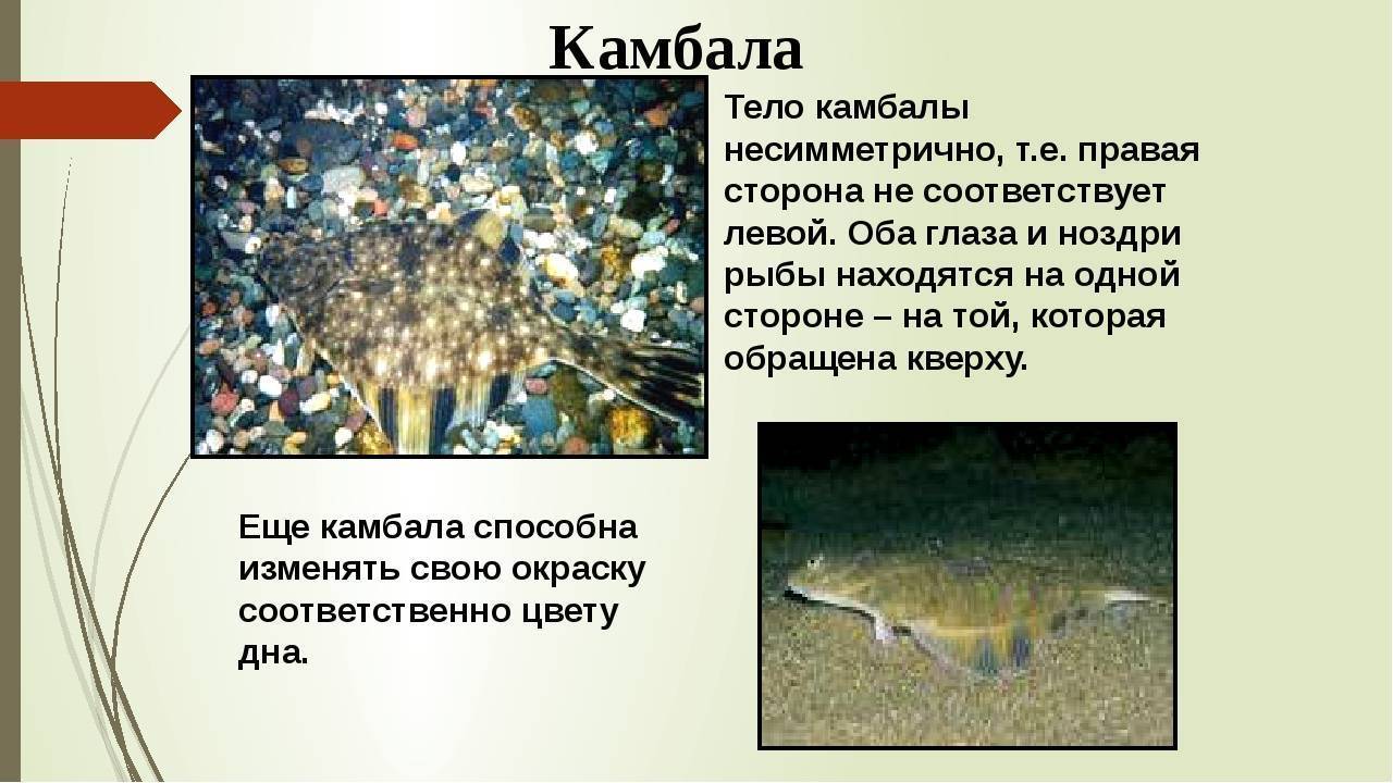 Рыба камбала????: фото и описание. как выглядит камбала????, и какая это рыба морская или речная?