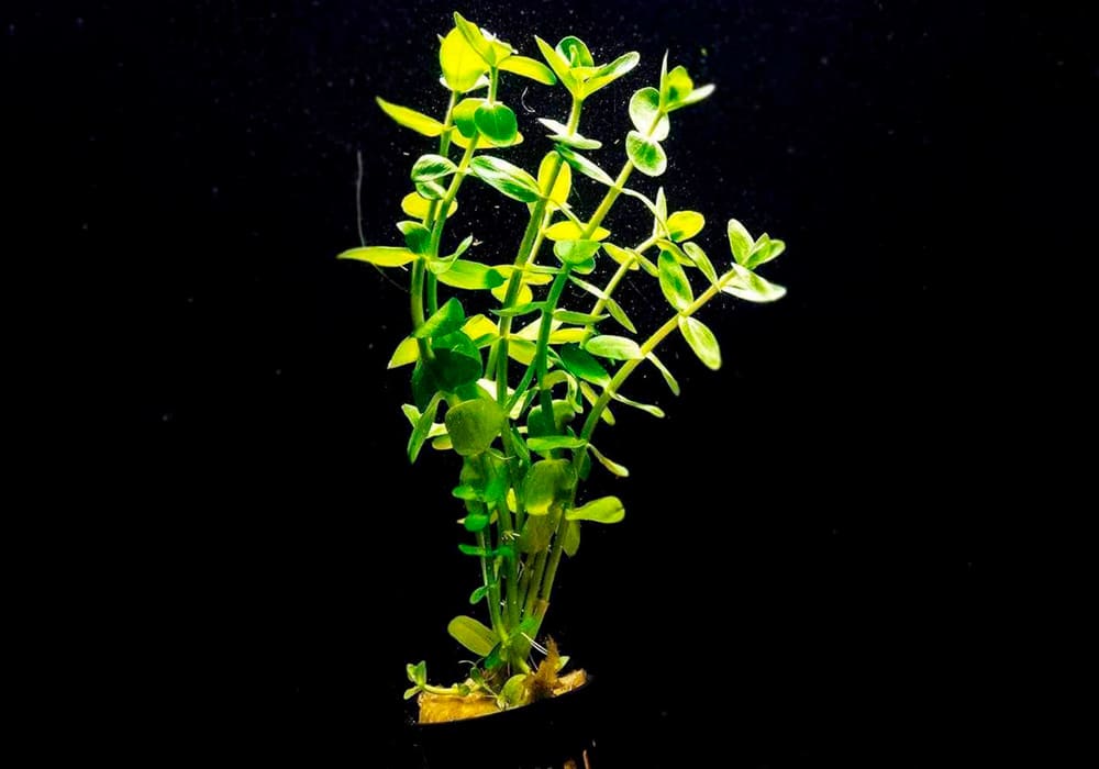 Комнатное растение бакопа и ее виды с фото и описанием