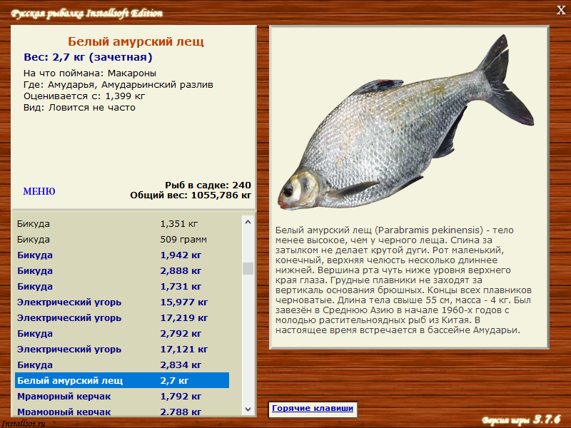 Рыба «угорь» фото и описание