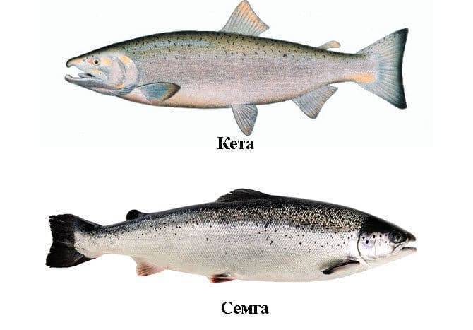 Рыба «Кета» фото и описание