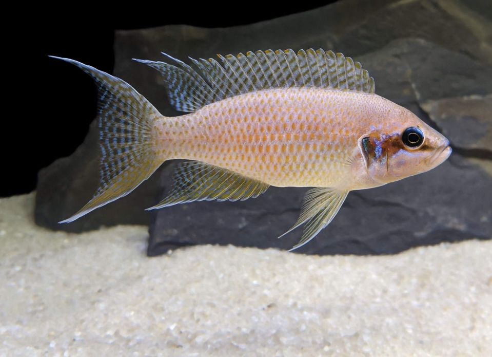 Принцесса бурунди (рыбка цихлида): содержание, совместимость, фото, параметры воды, кормление, размножение