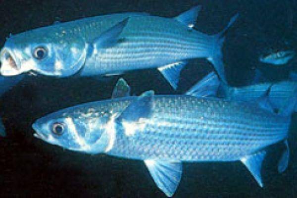 Рыба «голавль» фото и описание