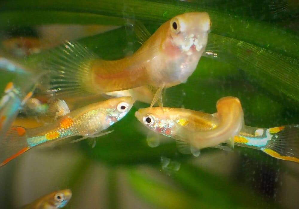 Гуппи размножение: беременная гуппи, размножение и разведение в домашнем аквариуме, как рожают, как размножаются, беременность гуппи, как понять что гуппи беременна, как определить пол, сколько мальков, уход за мальками