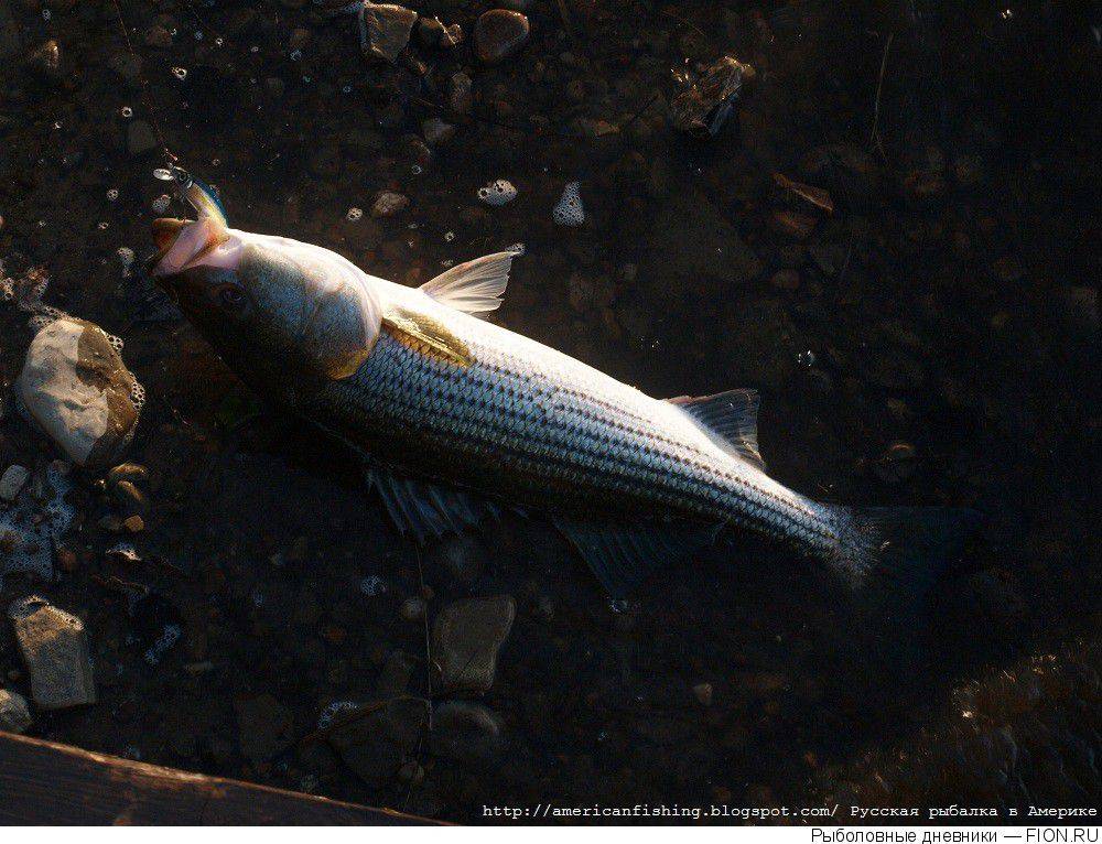 Скумбрия японская фото и описание – каталог рыб, смотреть онлайн