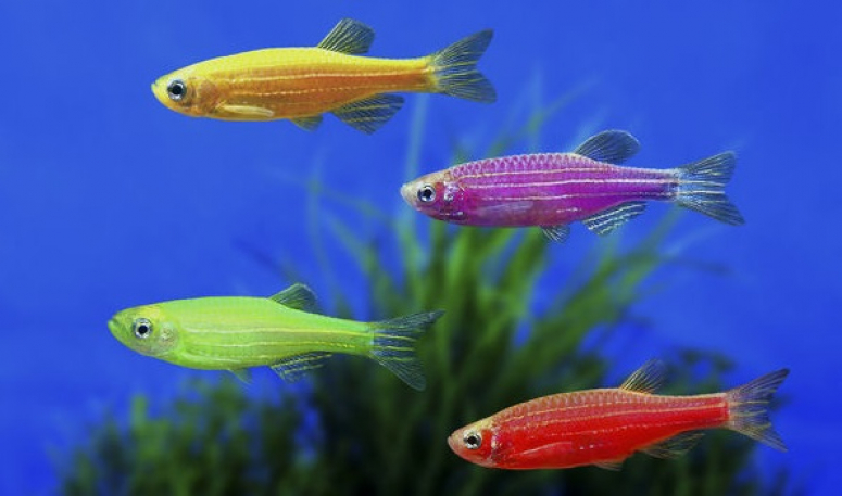 Размножение данио: в каких условиях плодятся аквариумные рыбки