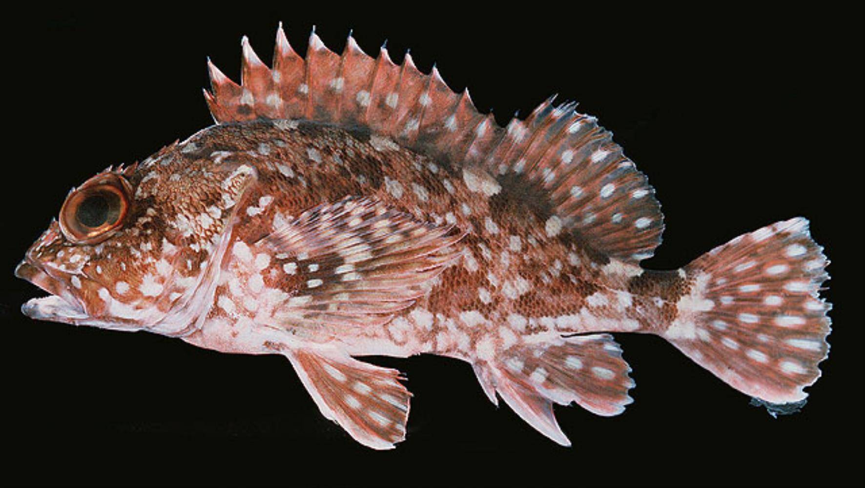 Рыба «Морской окунь мраморный» фото и описание
