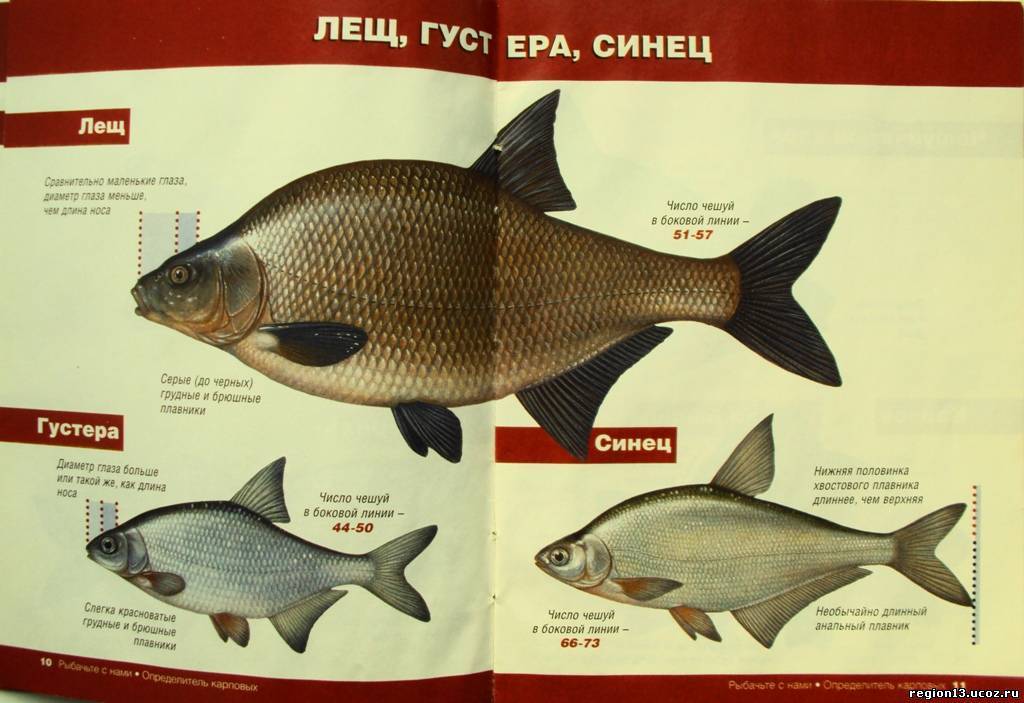 Рыбы амура - список рыб бассейна реки амур (1956 г.) | личное пространство