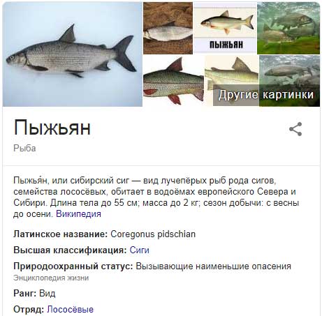 Рыба «Сиг-пыжьян» фото и описание
