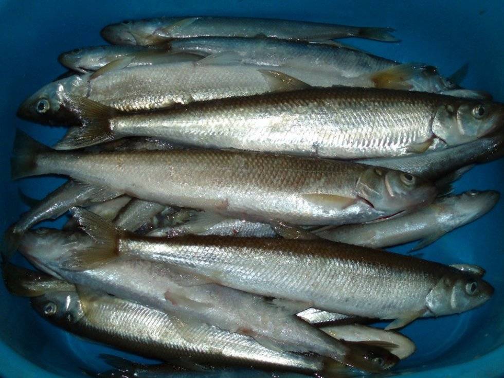Ёрш носарь фото и описание – каталог рыб, смотреть онлайн