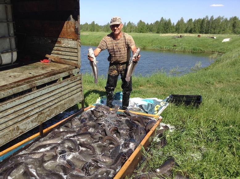 Платная рыбалка в ленинградской области -по областям -рыбалка в ленинградской области -рыбалка