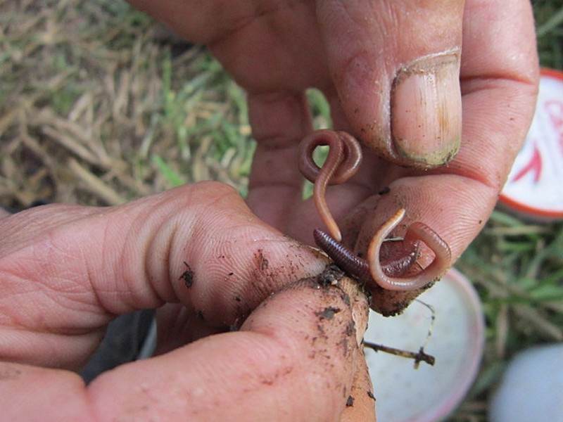 Как правильно насадить червя на крючок - насаживание дождевого червя