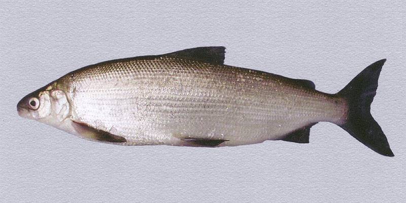 Рыба сиг: польза и вред, какого цвета мясо, калорийность