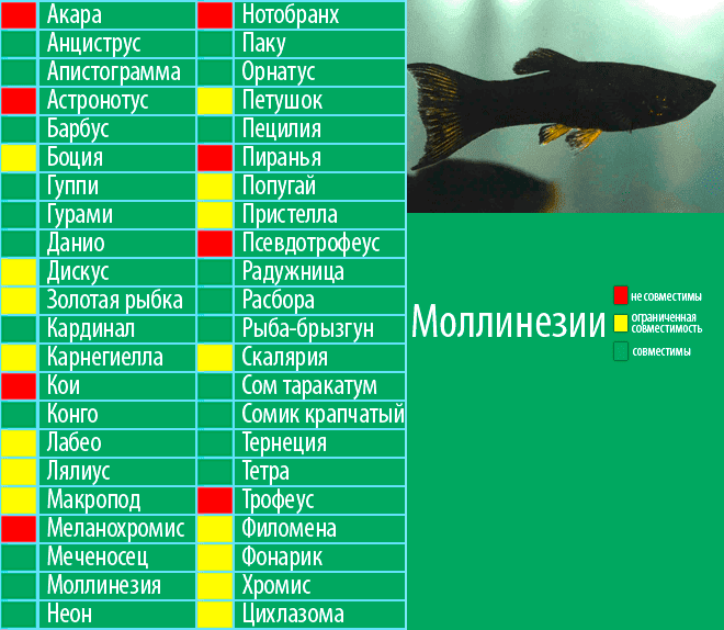Рыбы сочетания. Таблица совместимости аквариумных рыбок. Аквариумные рыбки гуппи совместимость. Аквариумные рыбки совместимые с гуппи. Тернеция аквариумная рыбка совместимость.