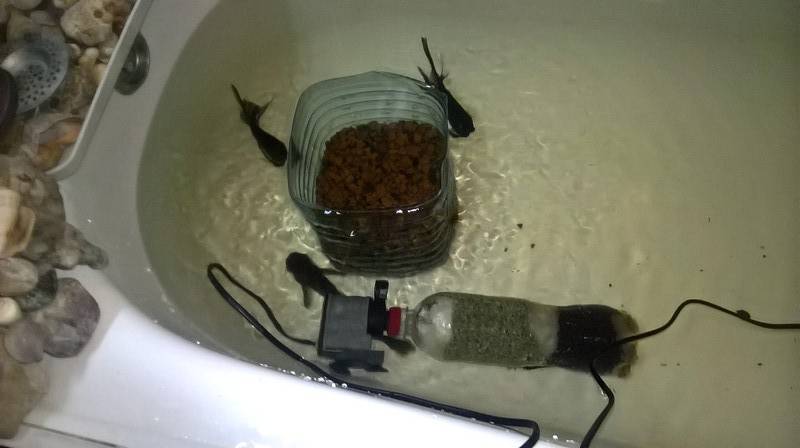Как продезинфицировать аквариум с рыбками или после гибели рыбок