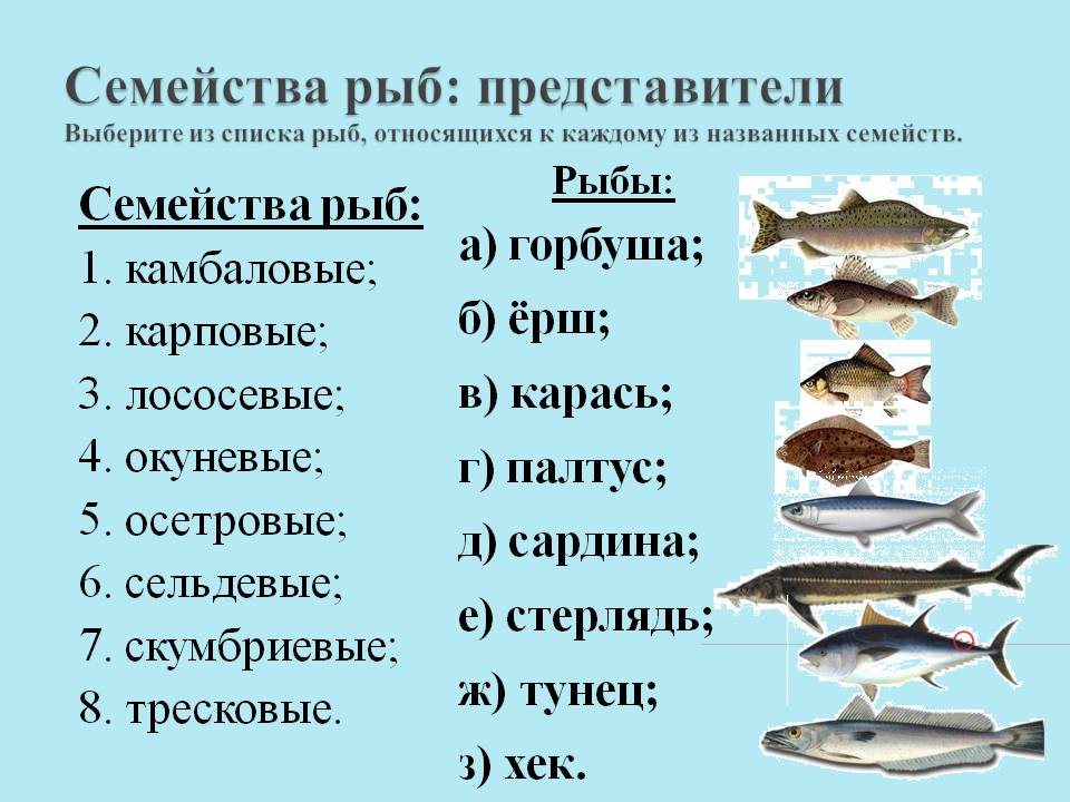 Рыбы без чешуи, их особенности, виды и названия | живность.ру