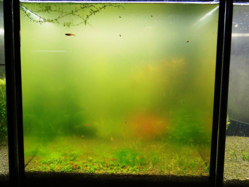 Аквариум зеленеет что делать и почему. Мутный аквариум. Зеленая вода в аквариуме. Мутная вода в аквариуме. Аквариум зацвел.