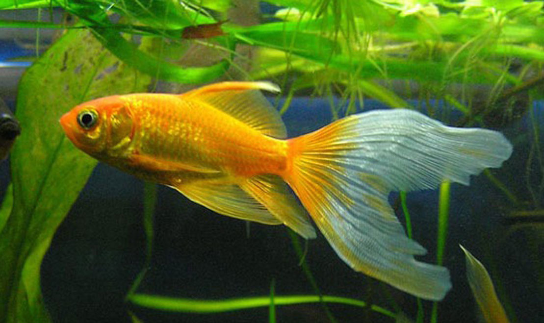Аквариумная золотая рыбка. уход, описание, совместимость