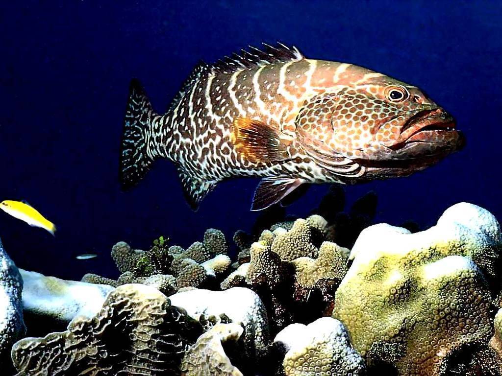 Красноперка фото и описание – каталог рыб, смотреть онлайн