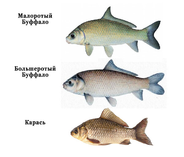 Буффало (рыба). речная рыба буффало: фото и описание. где водится рыба буффало? :: syl.ru