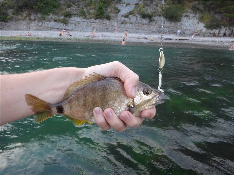 Рыбалка на черном море с берега: какая рыба ловится и какие снасти для морской рыбалки использовать