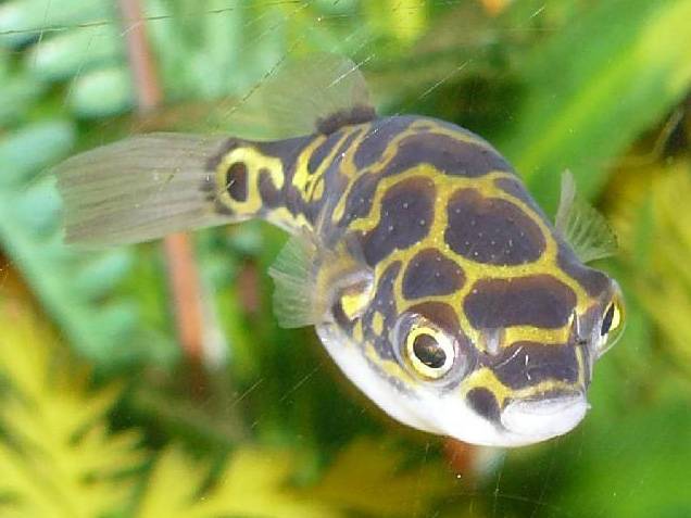 Тетрадон карликовый: описание,содержание,питание,размножение. | аквариумные рыбки