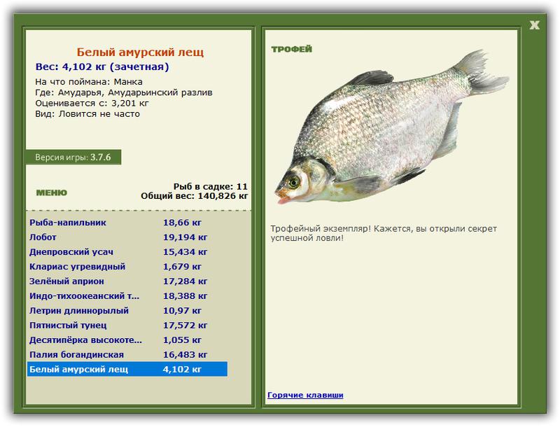 Рыба «Лещ амурский белый» фото и описание