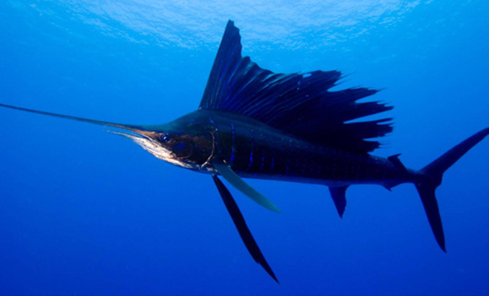 Рыба-парусник: максимальная скорость, внешний вид и особенности ловли
