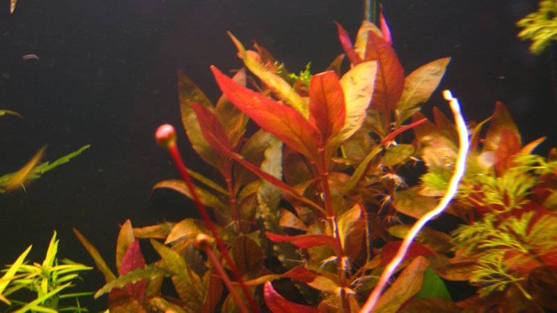 Ротала макрандра – одно из красивейших аквариумных растений