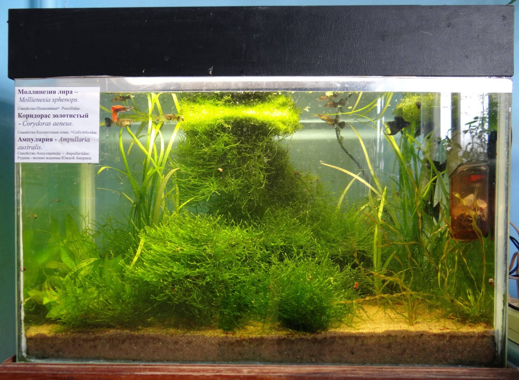 Как закрепить растение яванский мох в аквариуме, его содержание и разведение, фото