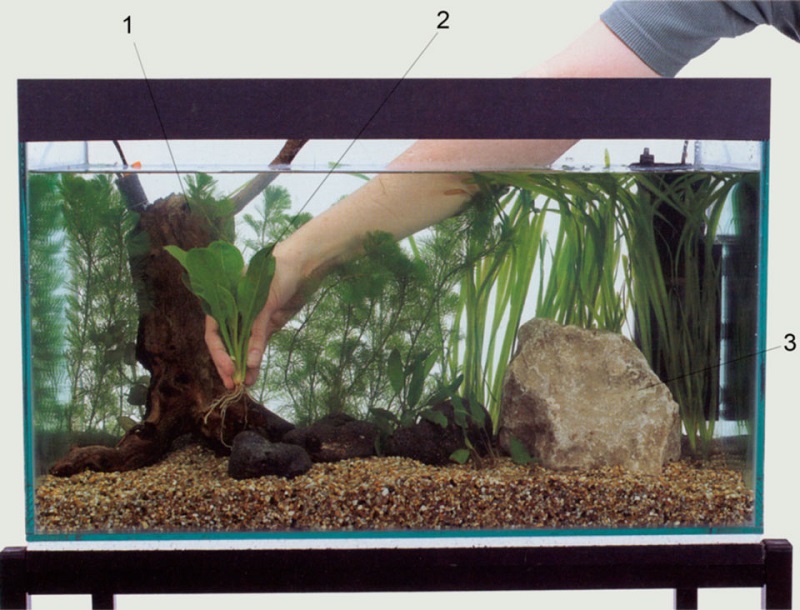 Как сажать аквариумные растения в аквариум?