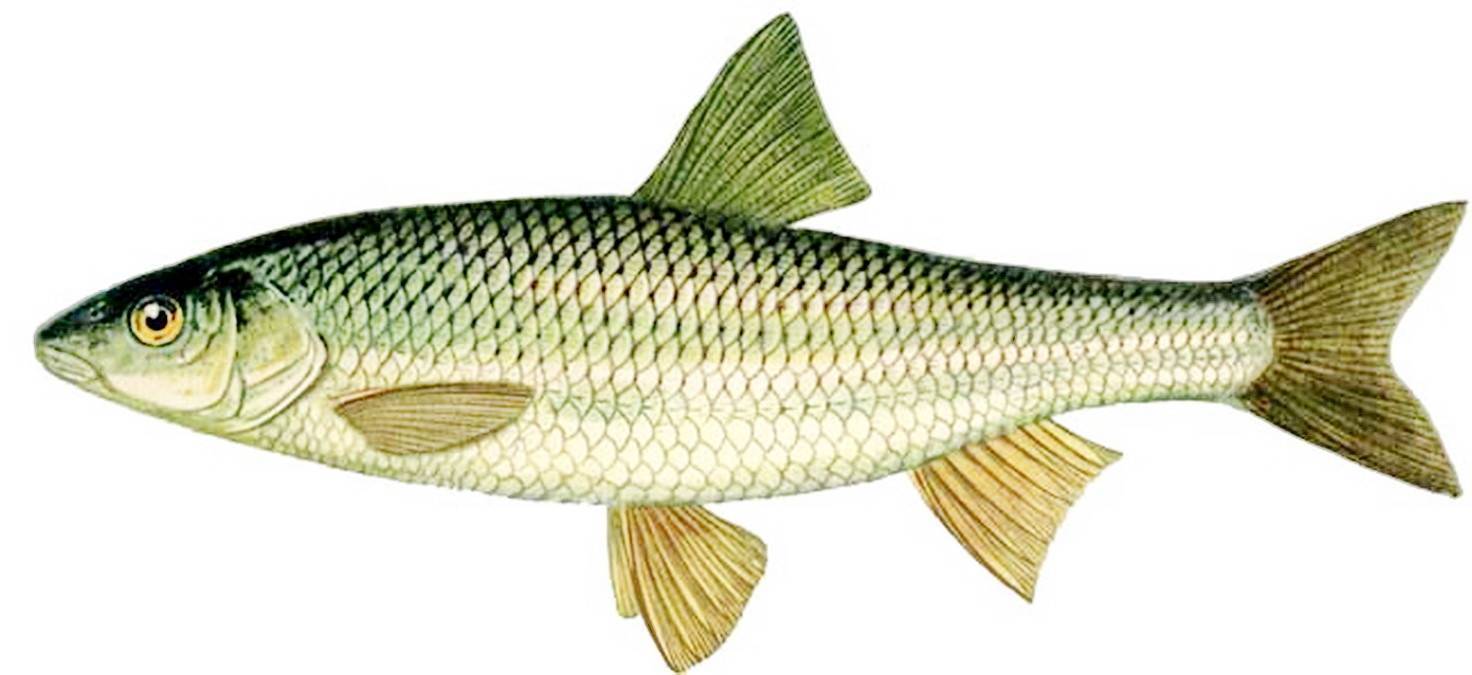 Елец (рыба): описание и фото. зимняя рыбалка на ельца