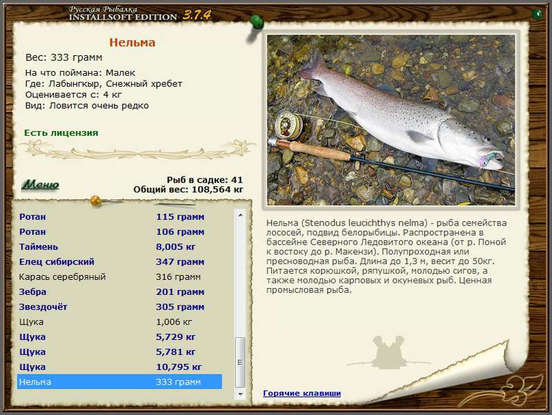 Рыба нельма: описание, фото и рецепты приготовления