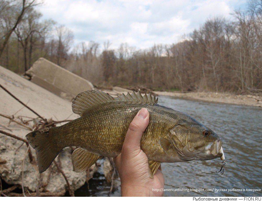 Рак американский болотный фото и описание – каталог рыб, смотреть онлайн