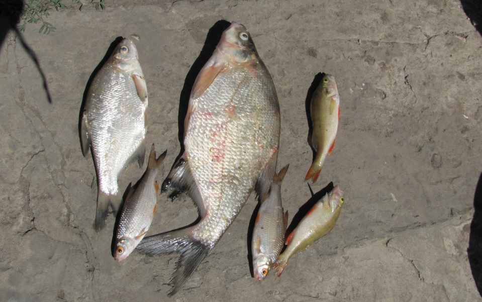 Рыбалка в саратовской области: платная и бесплатная