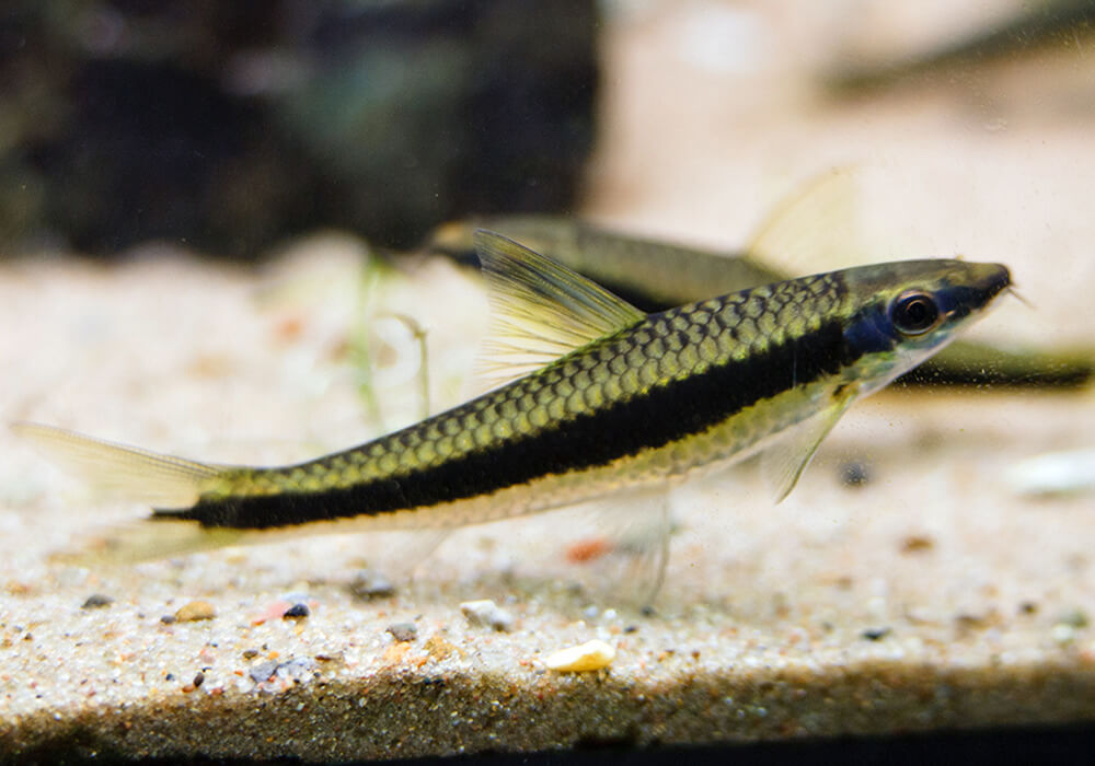 Содержание сиамского водорослееда в аквариуме: характеристика вида, уход за рыбкой, особенности разведения