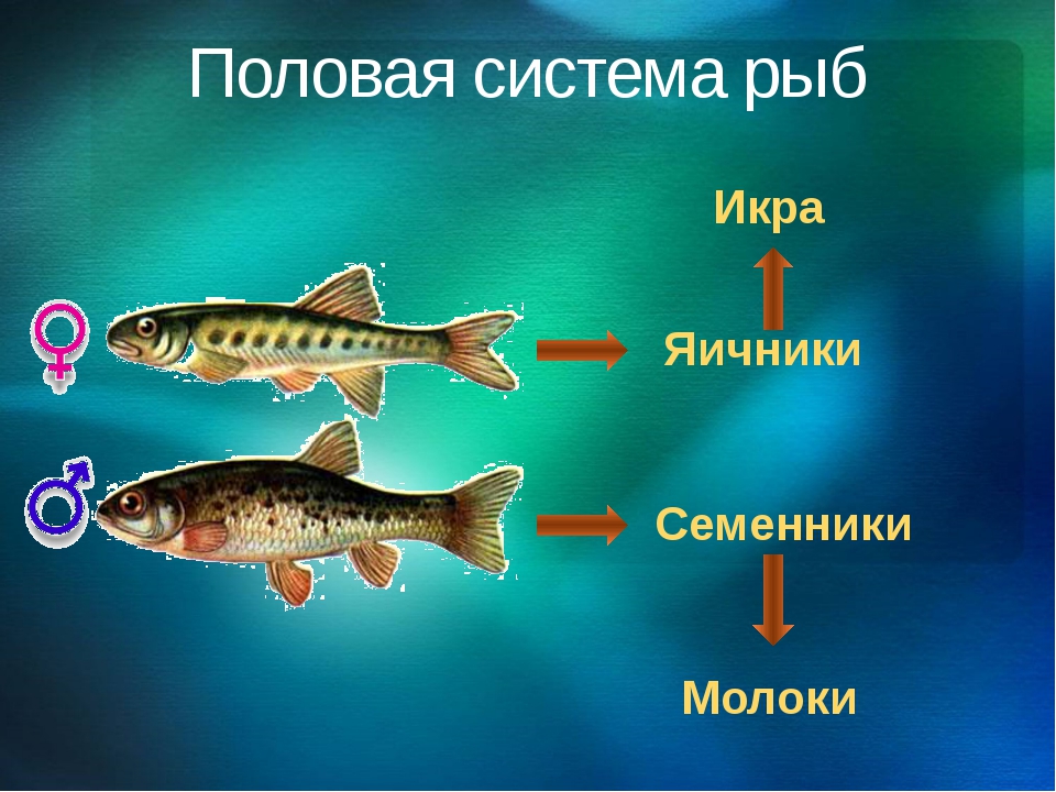 Размножение рыб картинка