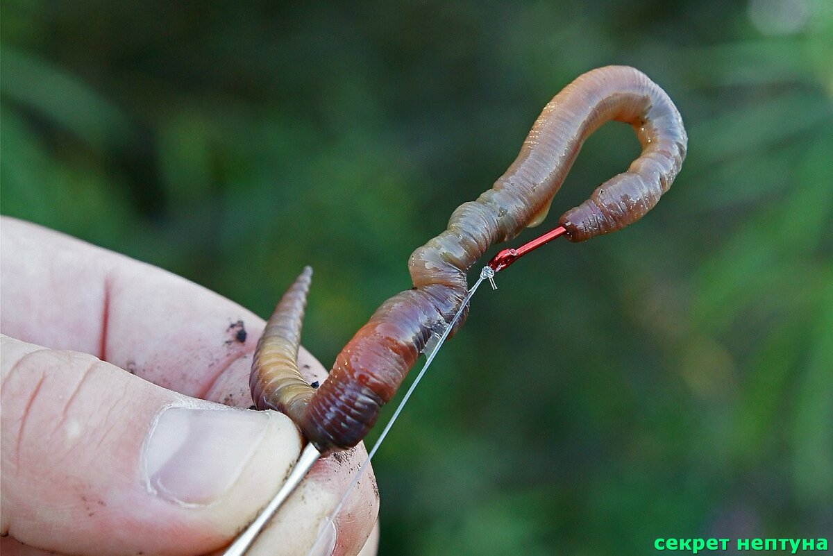 Как правильно насадить червя на крючок (фото и видео)