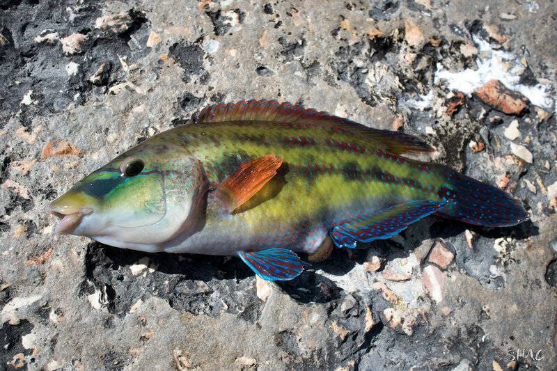 Лапина, рулена, губан, зеленуха... рыба семейства окуневых: описание, фото, промышленная ценность