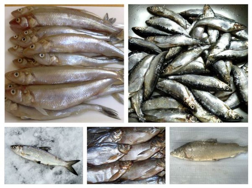 Есть ли описторхоз в щуке — какая рыба заражена?