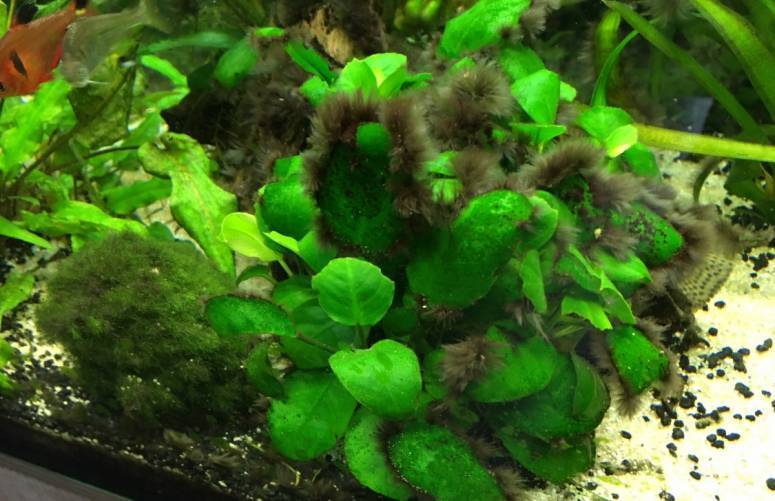 Черная борода в аквариуме: фото, как избавиться, почему появляется черная водоросль, борьба с помощью рыб