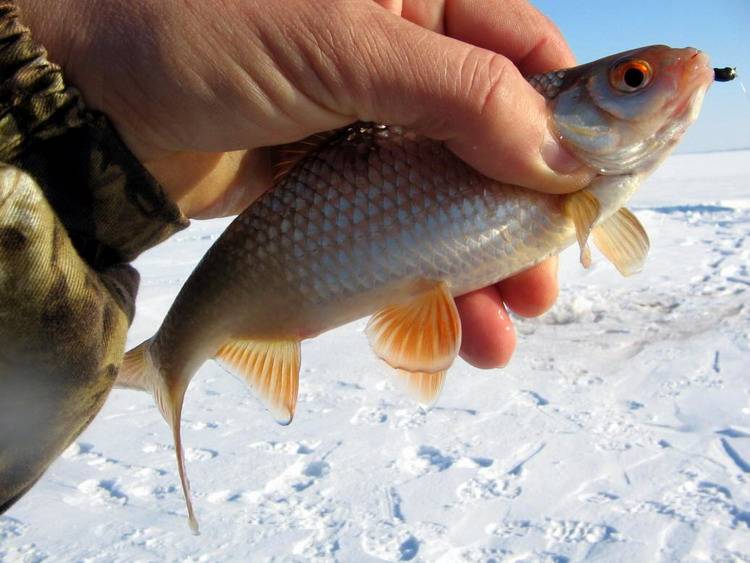 Зимние мормышки на плотву. какие выбрать для рыбалки