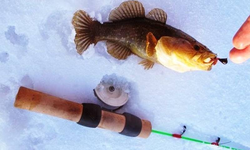 Ловля ротана зимой – тонкости и секреты - на рыбалке!