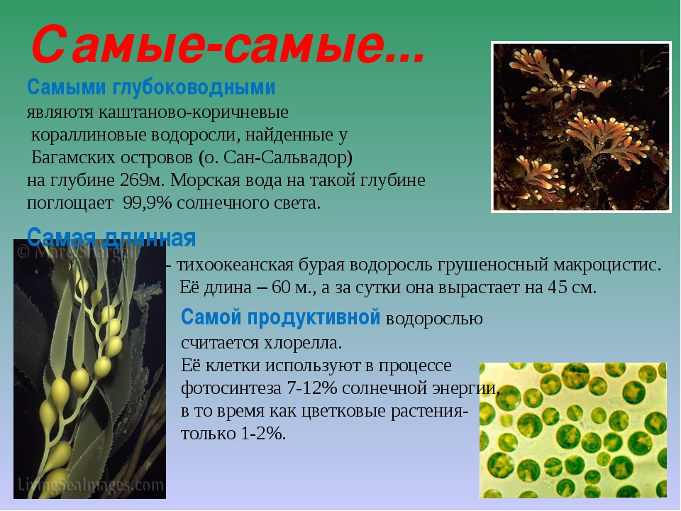В результате чего образуются водоросли. Интересные факты о водорослях. Удивительные факты о водорослях. Интересные факты оводрослях. Интересные факты о зеленых водорослях.