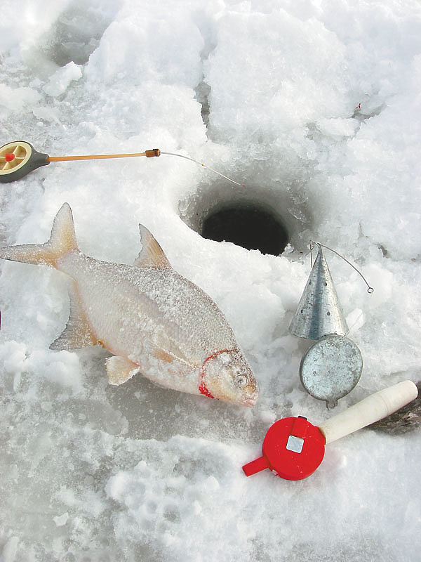 Ловля леща зимой: все тонкости для начинающих рыбаков :: syl.ru