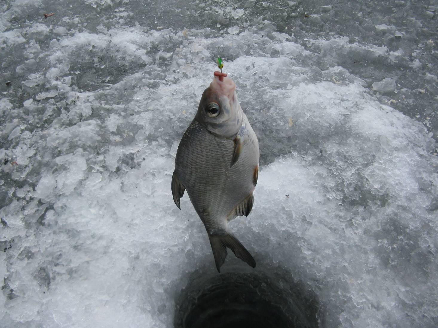 Рецепты зимней прикормки, которые надолго привлекут рыбу к лунке
