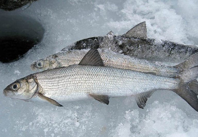 ᐉ рыба чир или щокур: описание, обитание, питание, нерест, ловля и выращивание - zookovcheg.ru