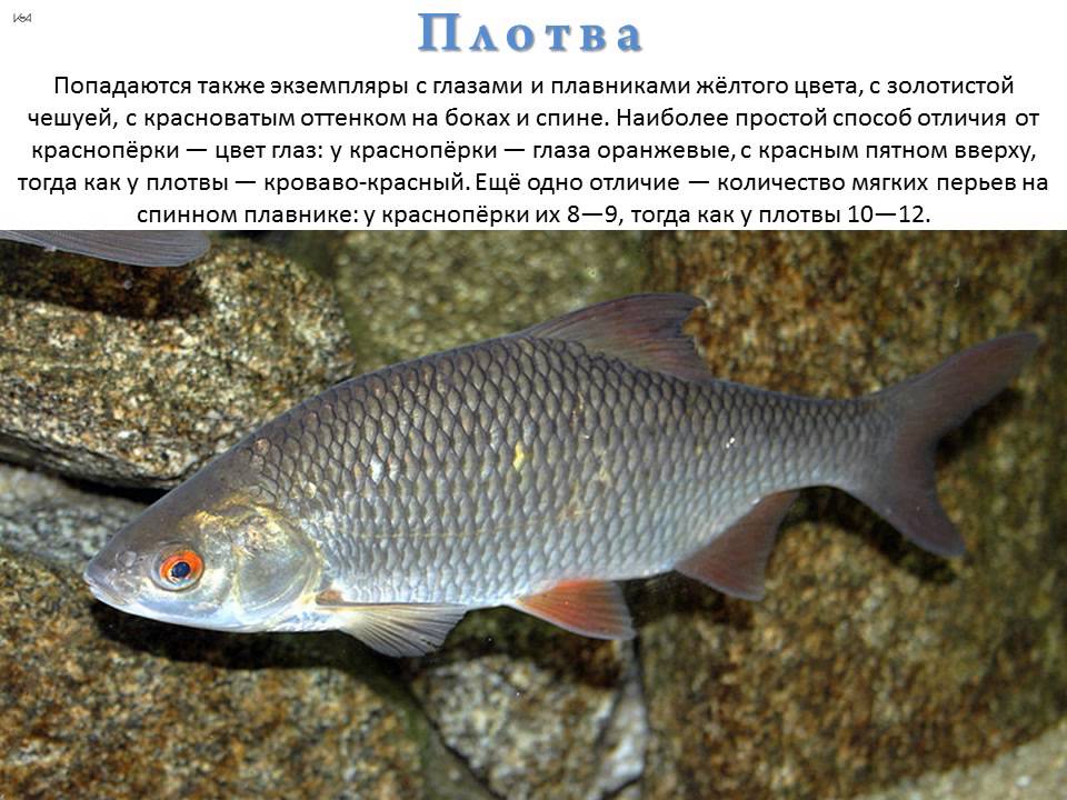Закко обыкновенный фото и описание – каталог рыб, смотреть онлайн