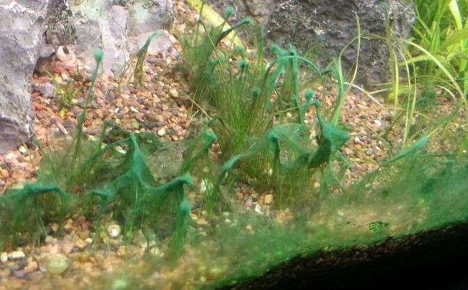 Как за 3 дня избавиться от сине-зеленых водорослей в аквариуме