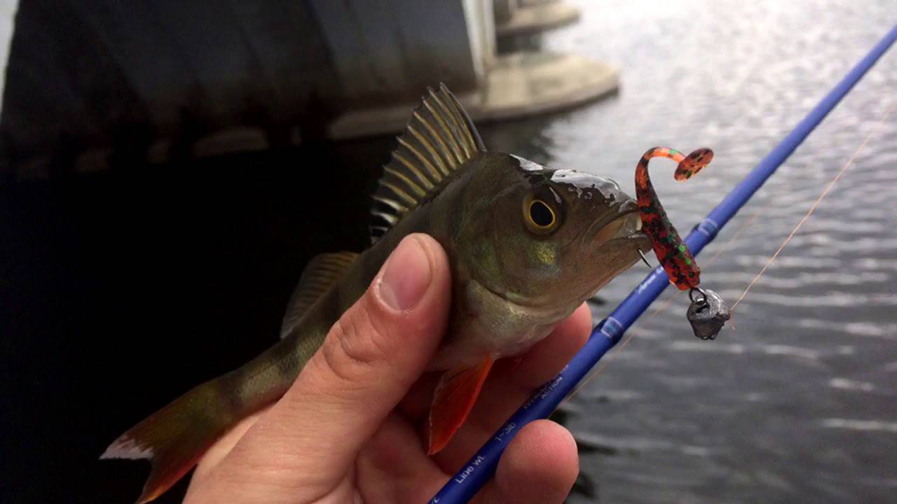 Ловля окуня на микроджиг - лучшие проводки силиконовых приманок - самоделки для рыбалки своими руками