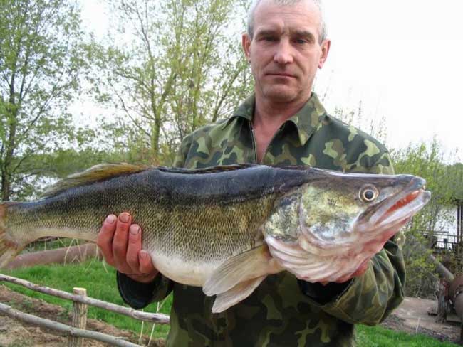 Firstfisher.ru – интернет-журнал о рыбалке и рыболовах. рыбалка в волгоградской области